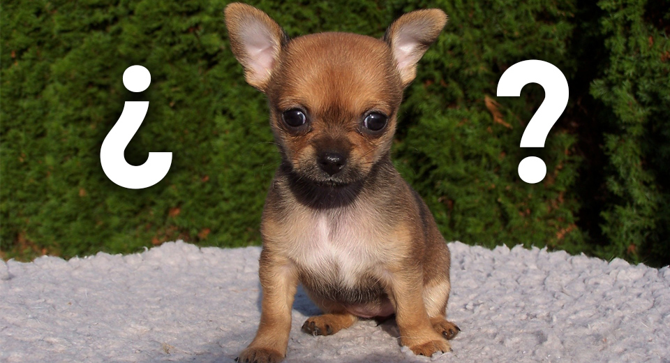 cigarrillo Ropa Etapa ▷ ¿Cómo saber cuántos meses tiene un Chihuahua?¿Qué hacer?