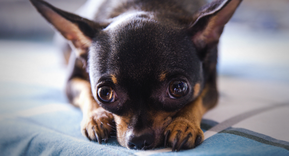 Árbol tema crimen ▷ ¿Porqué mi Chihuahua no quiere comer? ¿Qué hago?